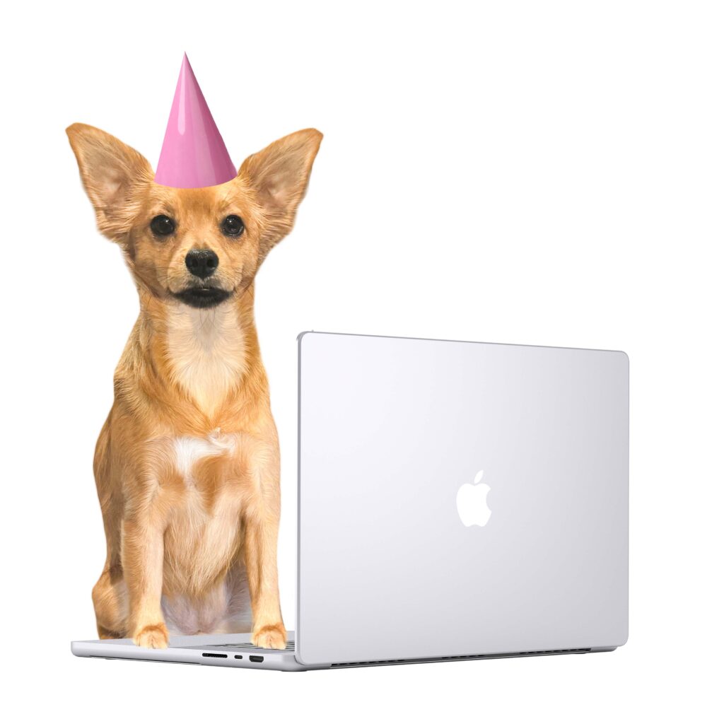 pet event planner Dubai FOXXIE events, dog on a laptop, business puppy