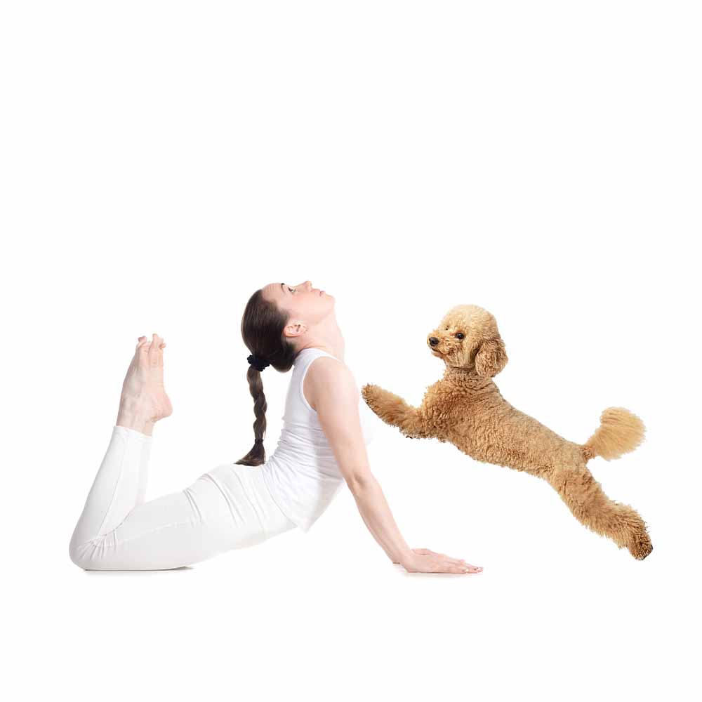 yoga puppy pet event planner Dubai FOXXIE events, dog on a laptop, business puppy